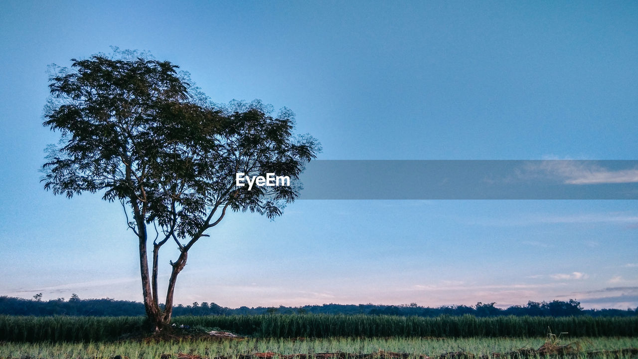 Tree on field against sky during sunset