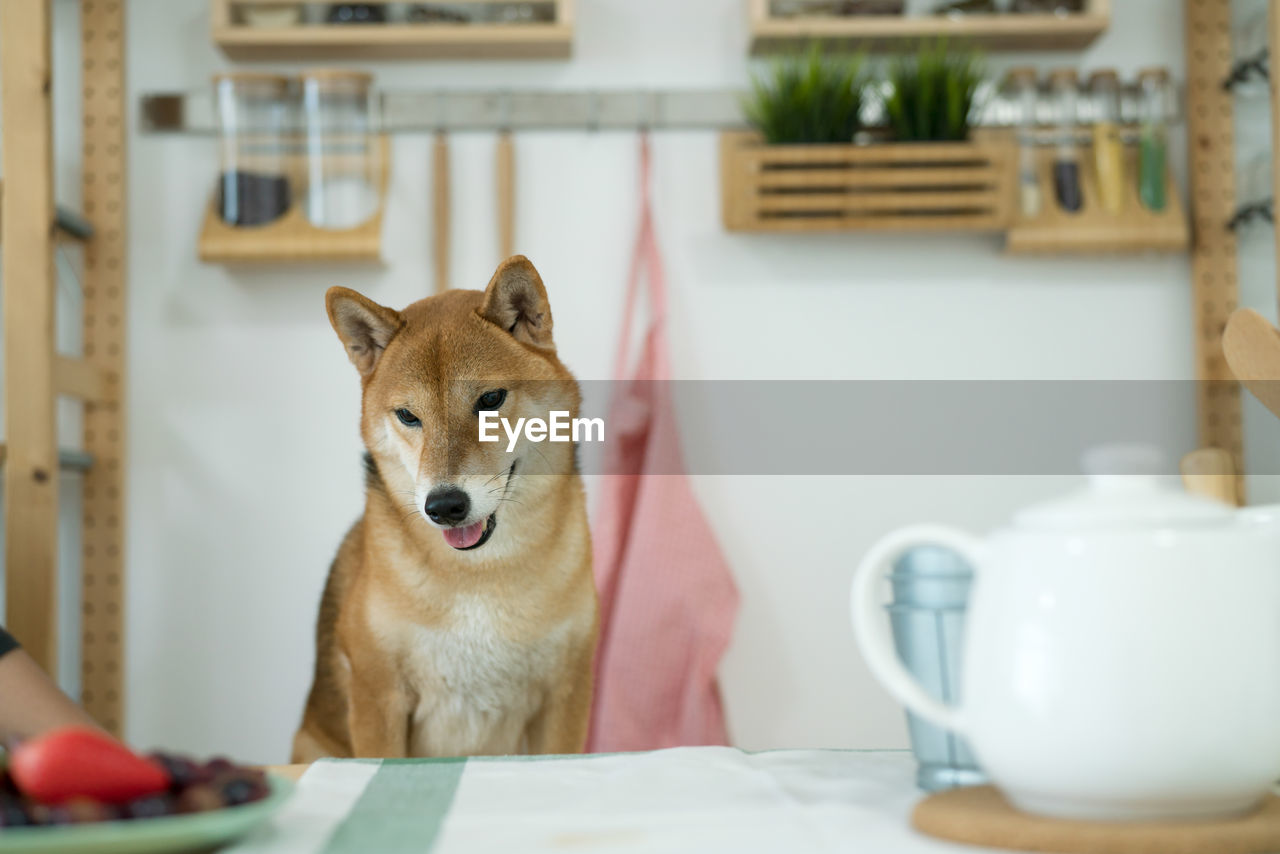 Shiba inu dogs are waiting for food on the dining table in a japanese kitchen. japanese dog.