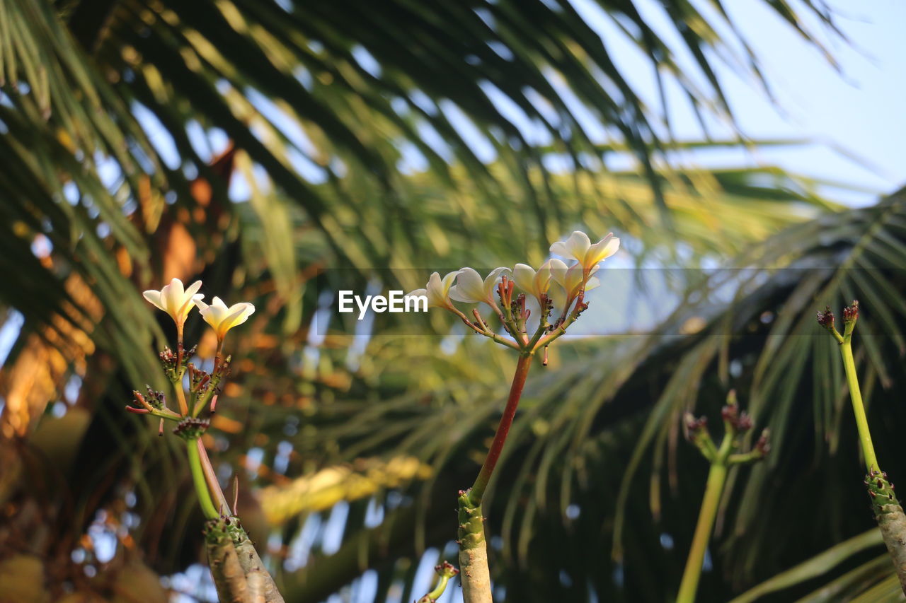 CLOSE-UP OF FRESH FLOWER TREE IN SUNLIGHT