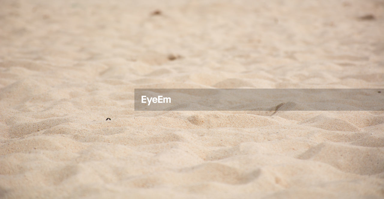 CLOSE-UP OF BIRD ON BEACH