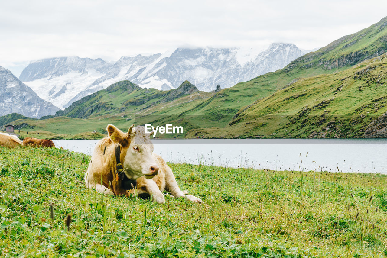 SHEEP IN A FIELD