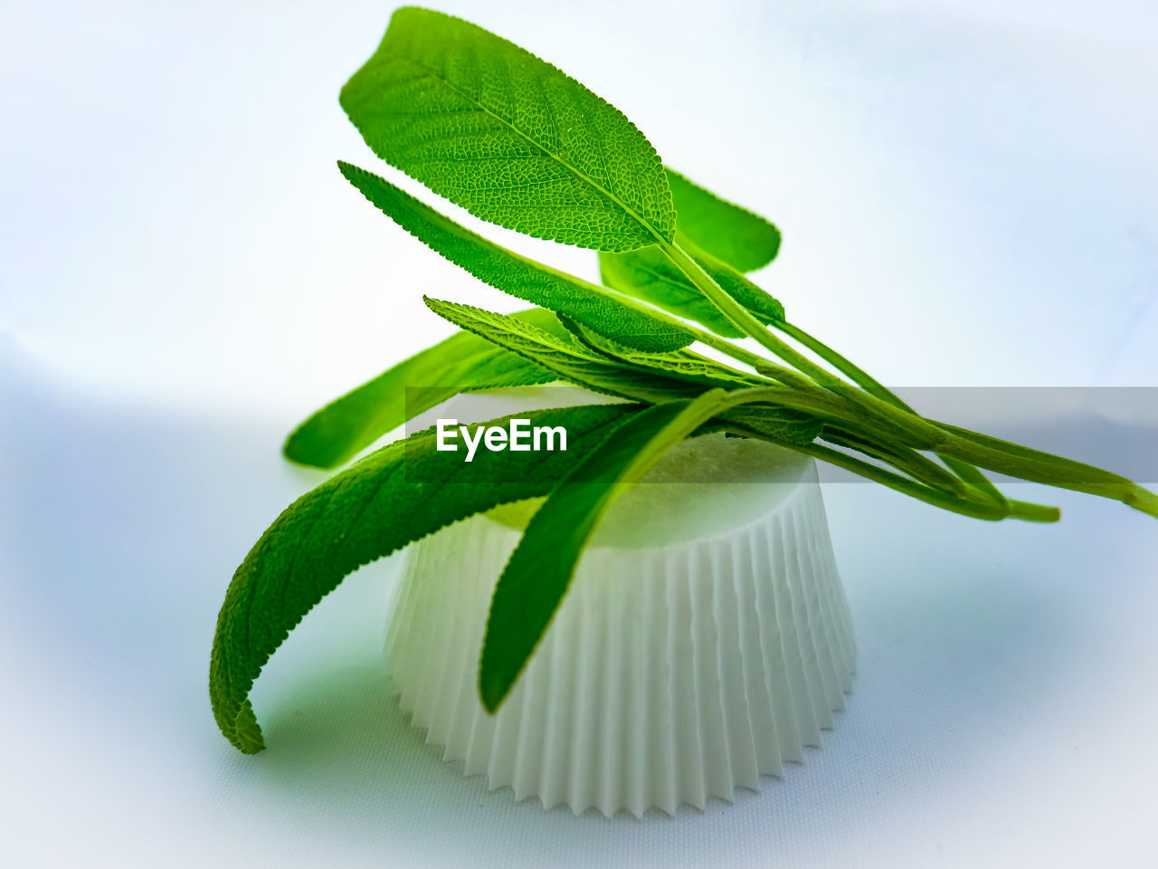 CLOSE-UP OF GREEN LEAVES