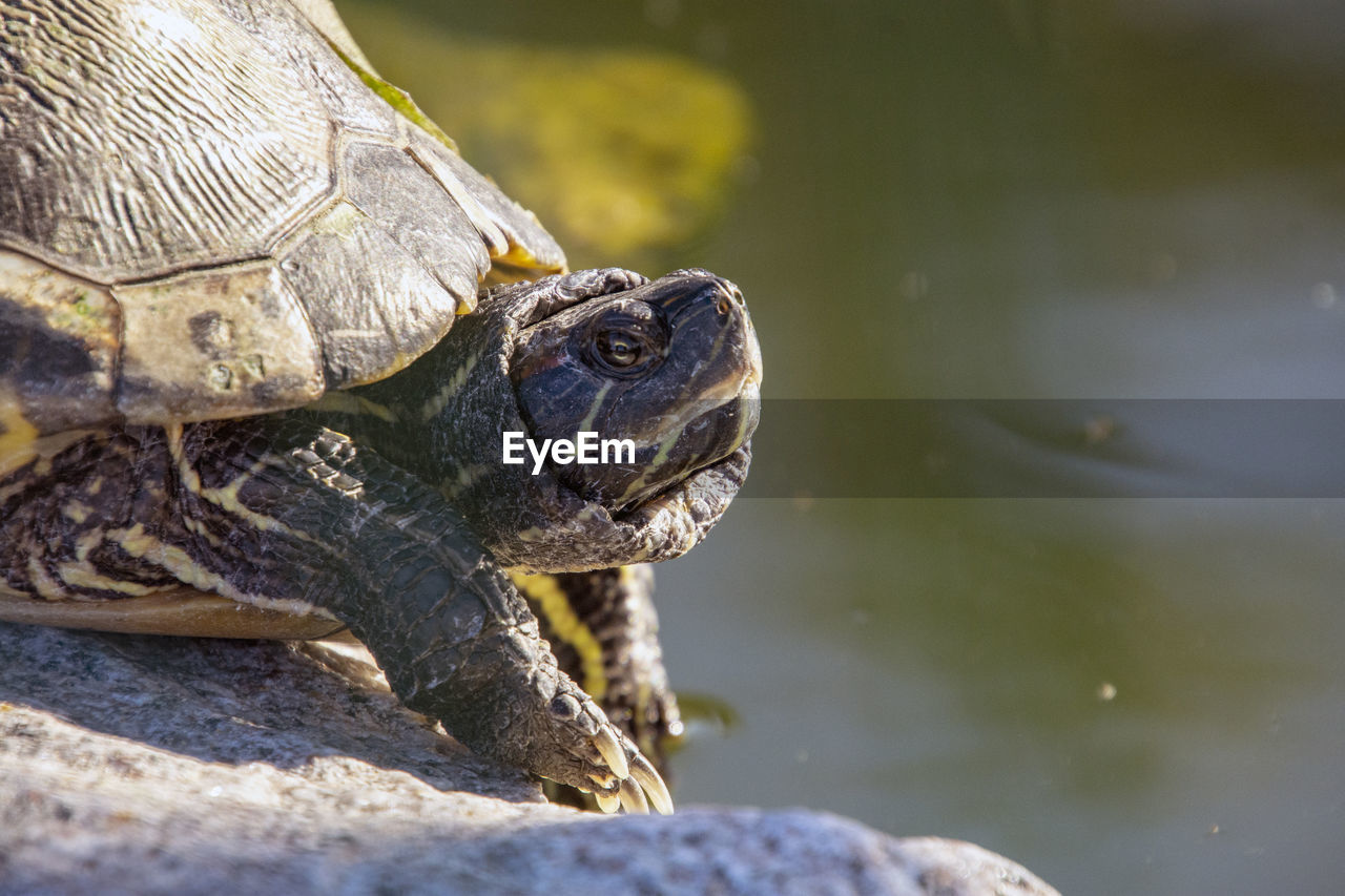 CLOSE-UP OF LIZARD ON ROCK IN WATER