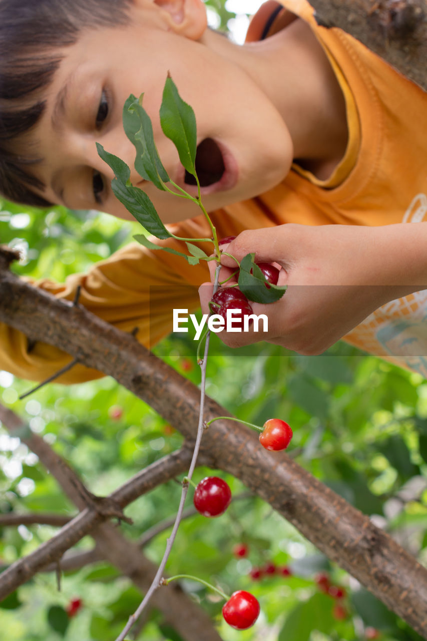 fruit, food, healthy eating, food and drink, plant, flower, women, nature, one person, tree, wellbeing, produce, freshness, adult, berry, holding, female, picking, agriculture, child, cherry, childhood, hand, outdoors, growth, portrait, summer, harvesting, ripe, lifestyles, person, fruit tree, leaf, smiling, day, plant part, young adult, red, happiness, juicy, leisure activity, branch, organic, emotion, rural scene, gardening, land, landscape, clothing, beauty in nature, headshot, crop, green