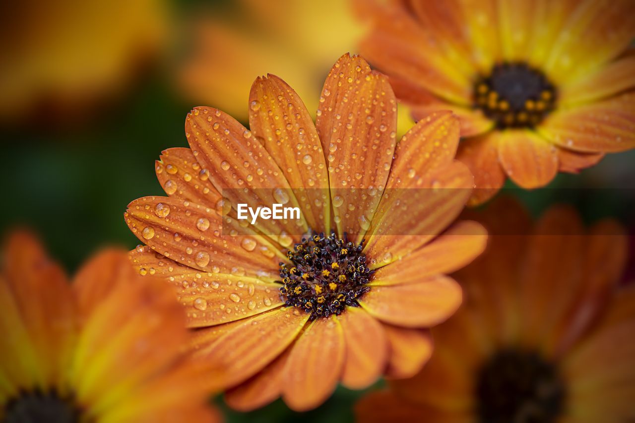 close-up of orange flower