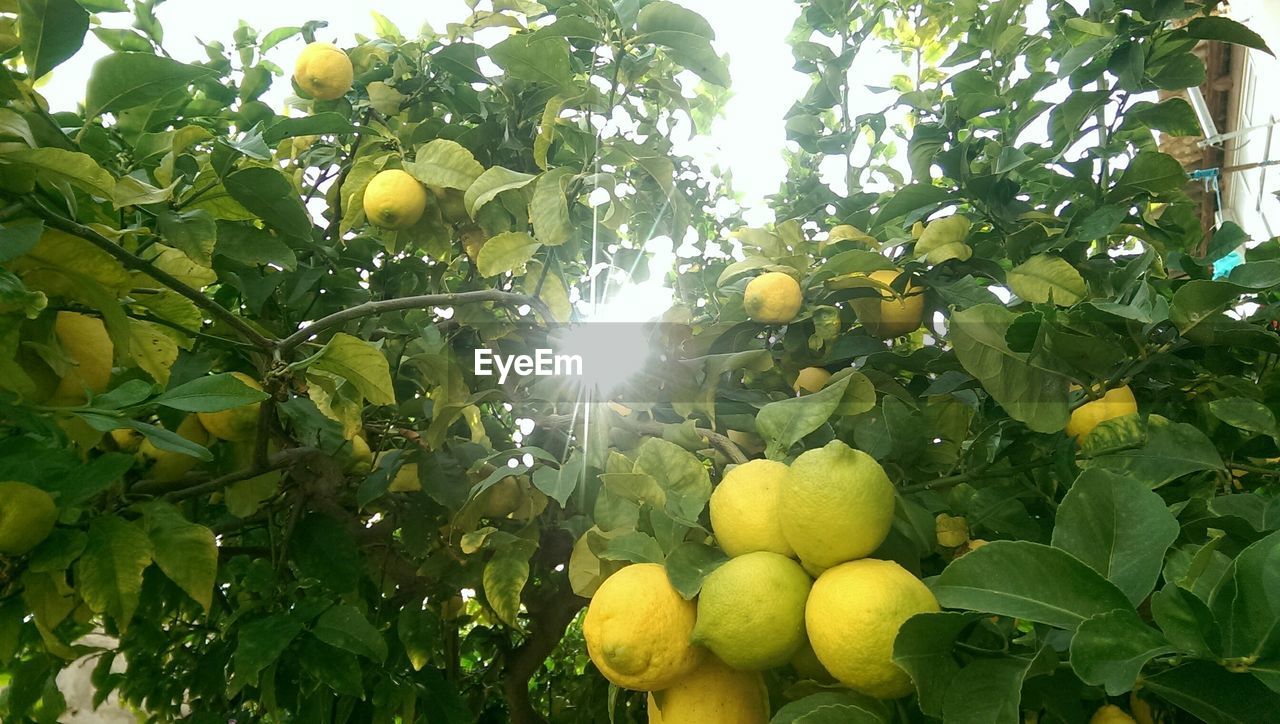 Sunbeam emitting through lemon tree