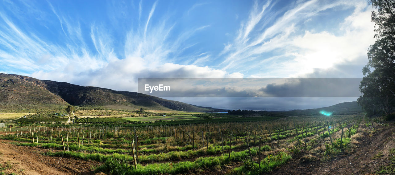 VINEYARD AGAINST SKY