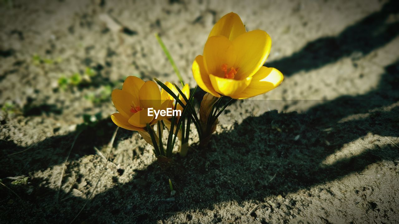 CLOSE-UP OF YELLOW FLOWER GROWING OUTDOORS