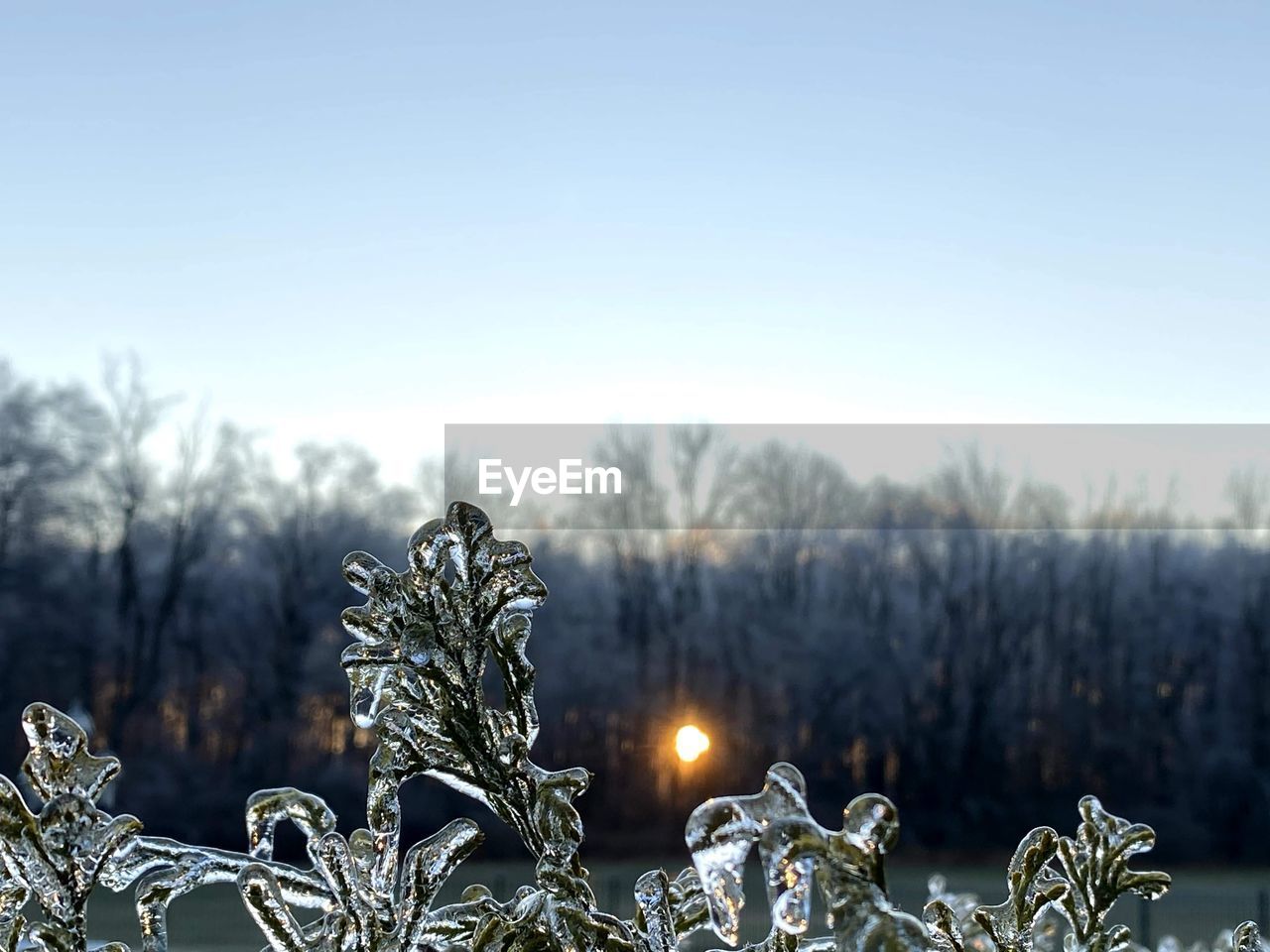 CLOSE-UP OF PLANTS ON FIELD AGAINST CLEAR SKY