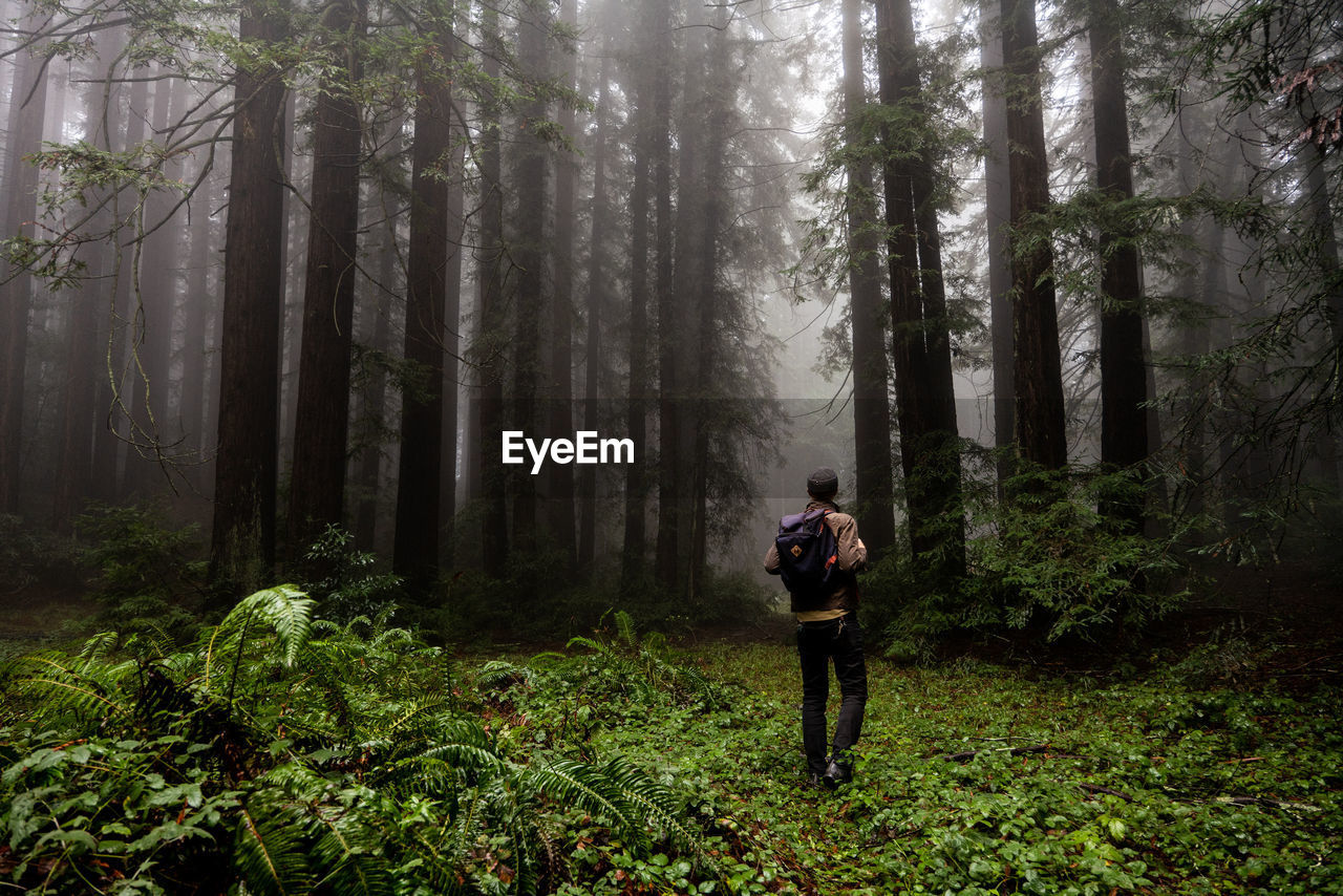 Figure walking through green plants twords grove of foggy trees