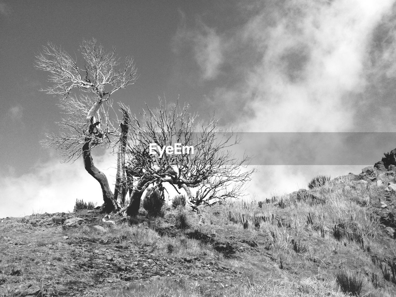 Dead trees on hill