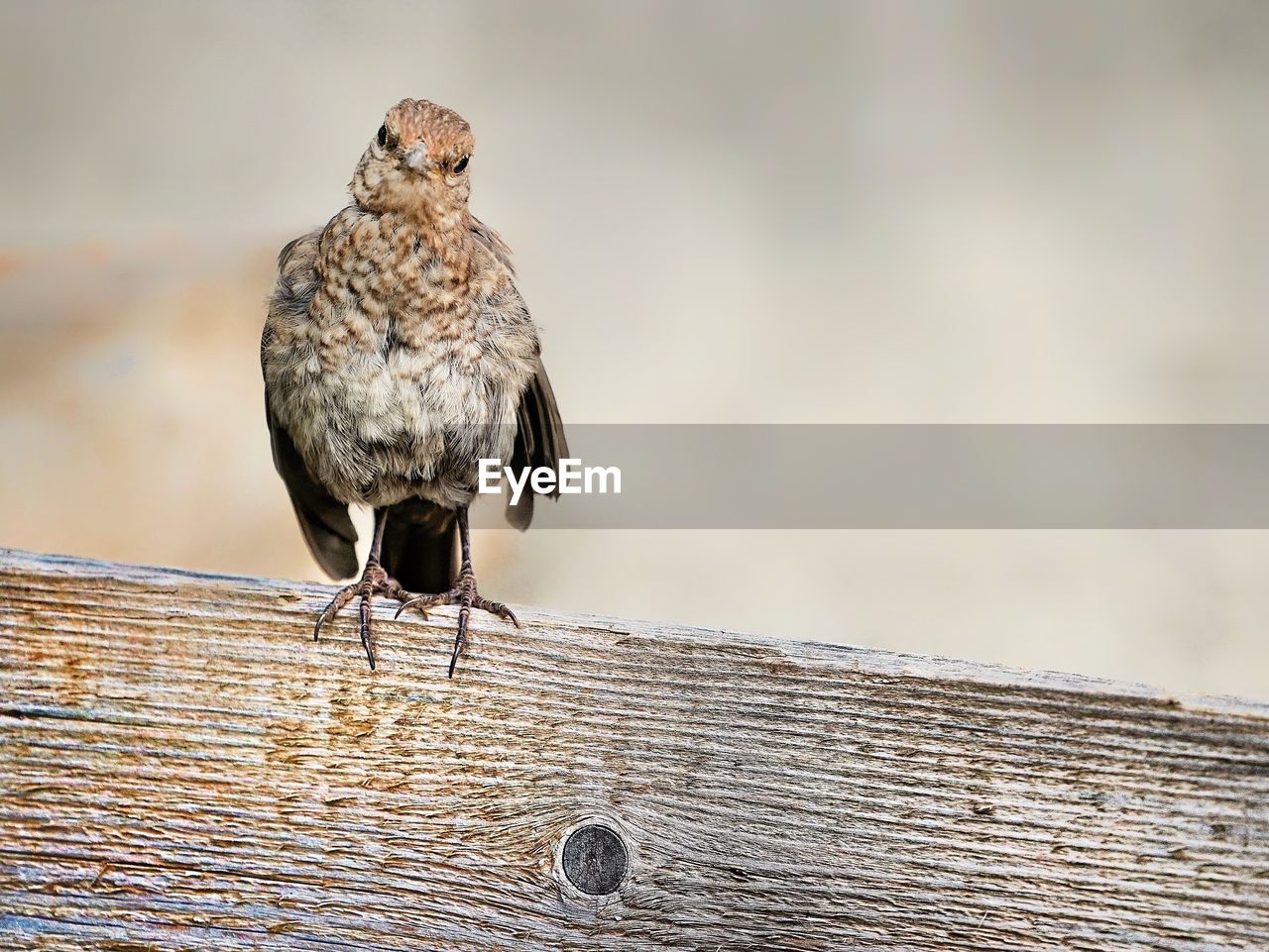 Close-up of bird perching on wood