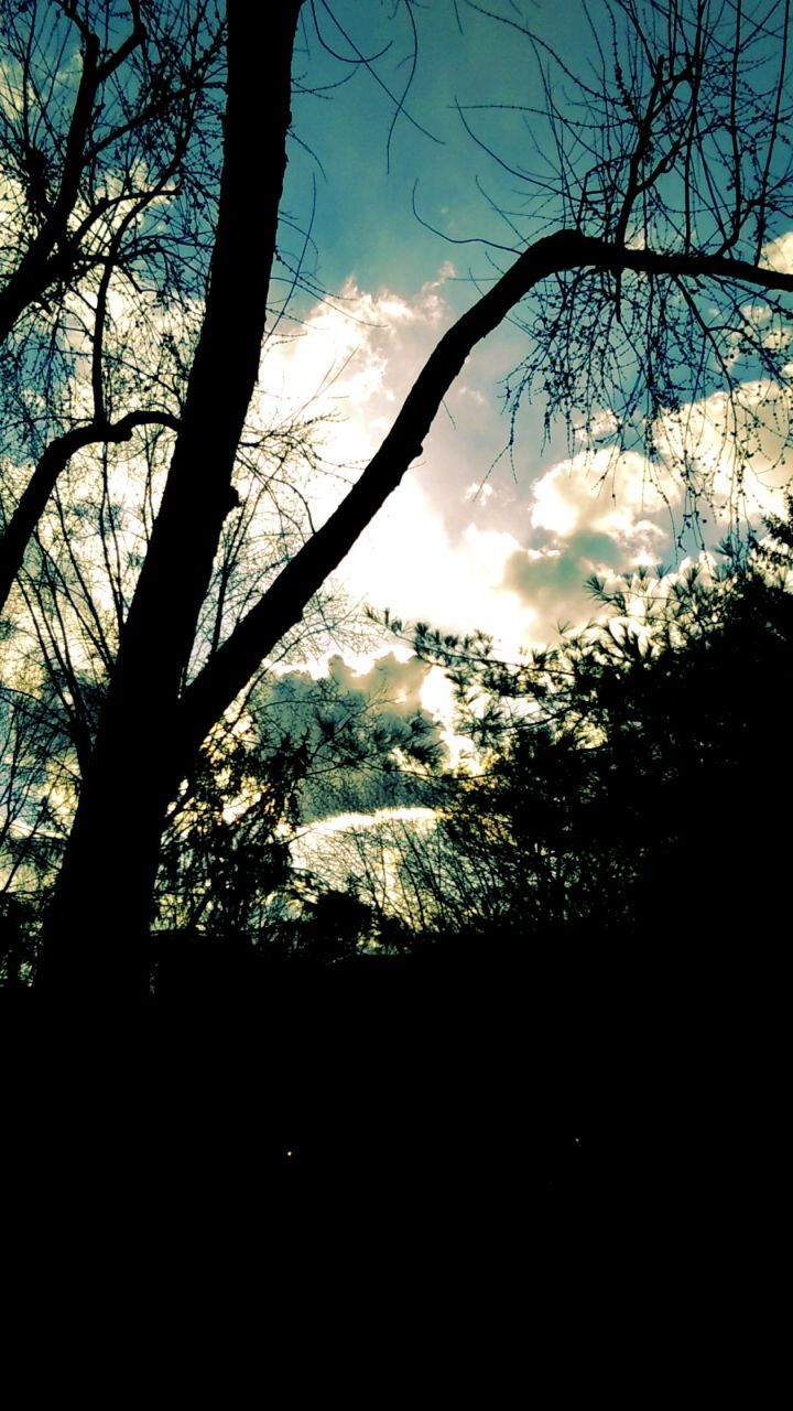 LOW ANGLE VIEW OF SILHOUETTE TREE AGAINST SKY