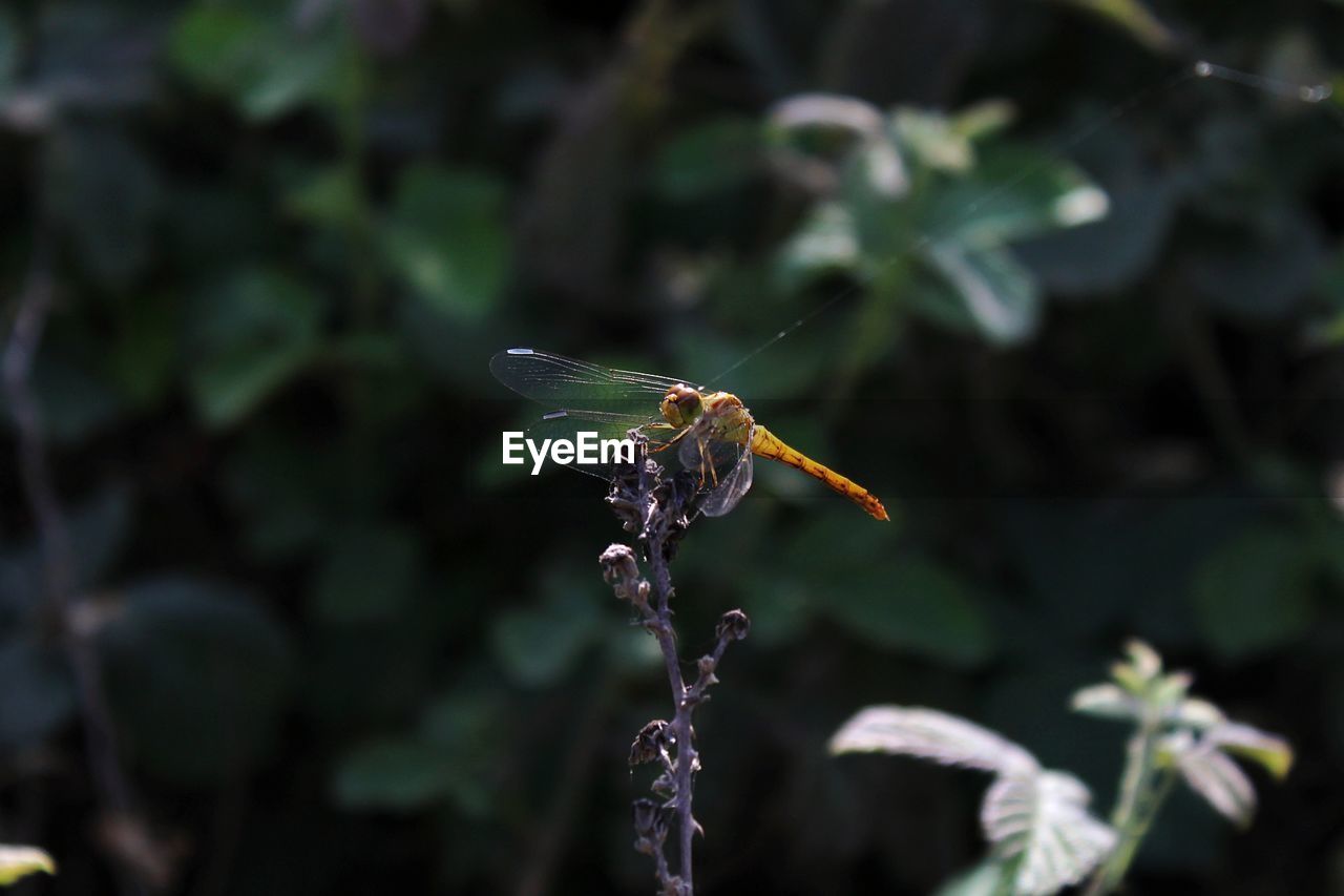 CLOSE UP OF DRAGONFLY ON PLANT