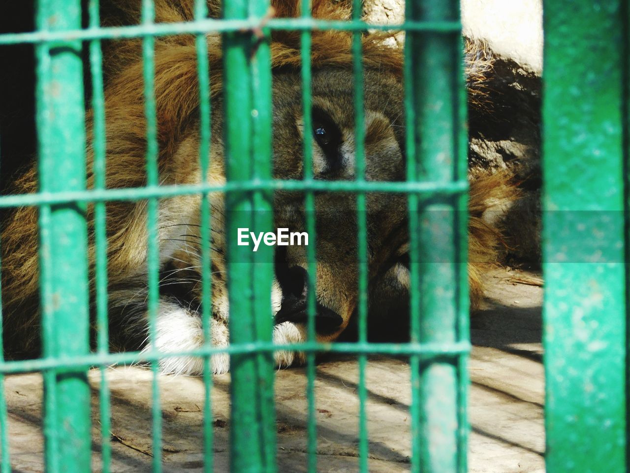 Close-up of lion resting in cage at zoo