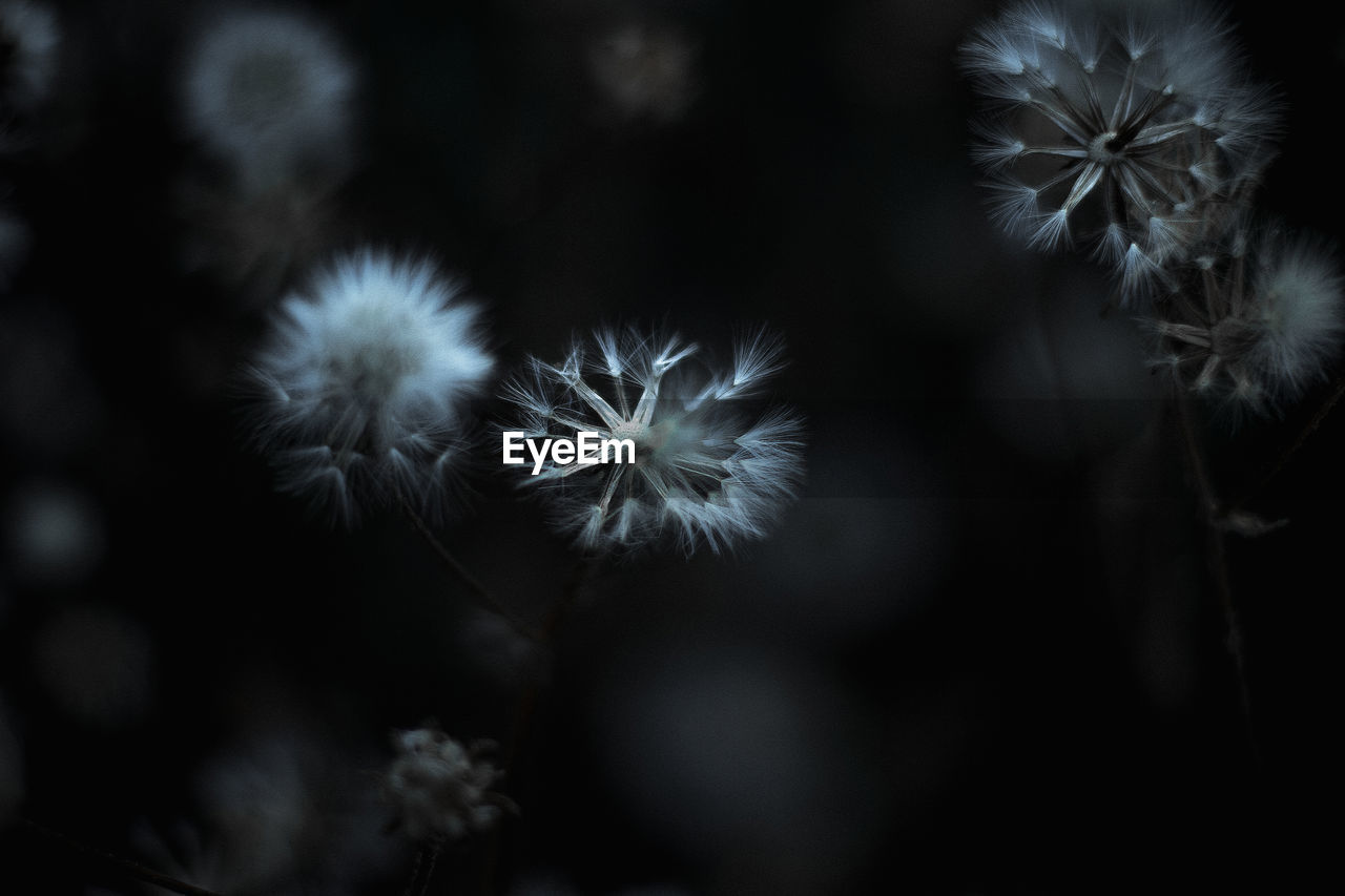 CLOSE-UP OF DANDELION PLANT