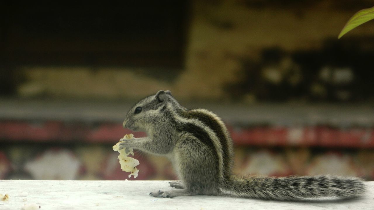 Close-up of chipmunk with food on wall