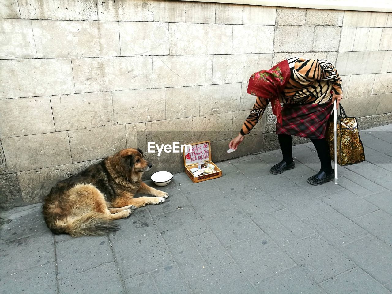 Dog relaxing by woman donating money in box on footpath