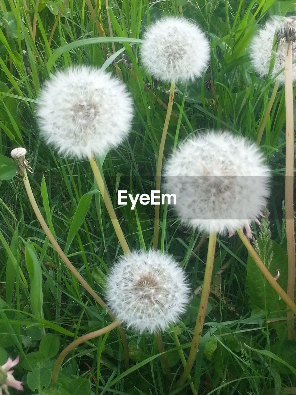 CLOSE-UP OF DANDELION ON FIELD