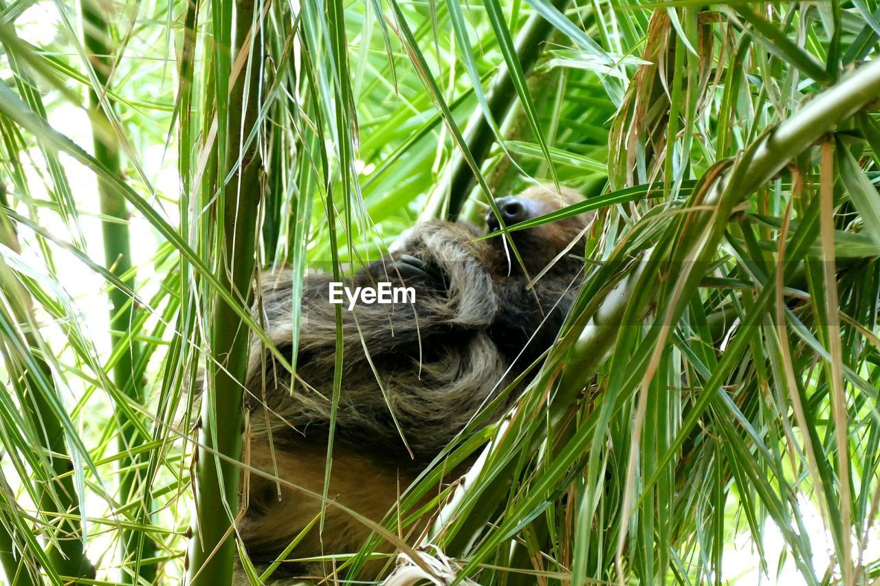 CLOSE-UP OF BIRD ON PLANT