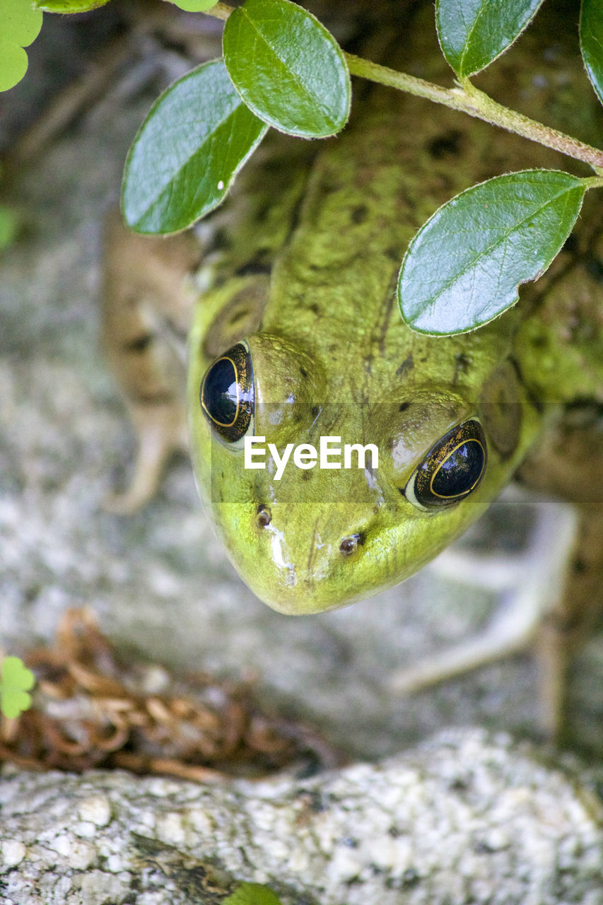 Close-up of frog on rock