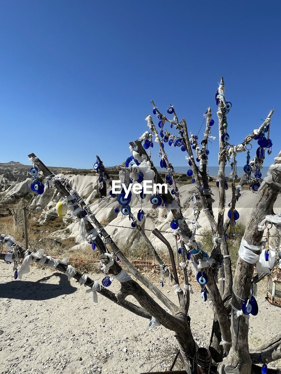 blue, nature, sky, clear sky, low angle view, sunlight, day, flower, tree, no people, sunny, plant, outdoors, winter, architecture, built structure