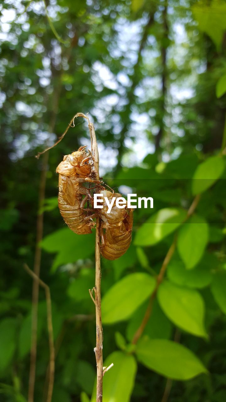 CLOSE-UP OF INSECT ON LEAF