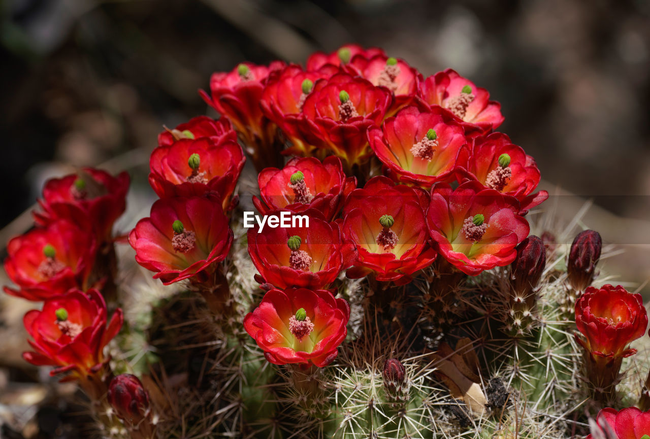 CLOSE-UP OF RED ROSES