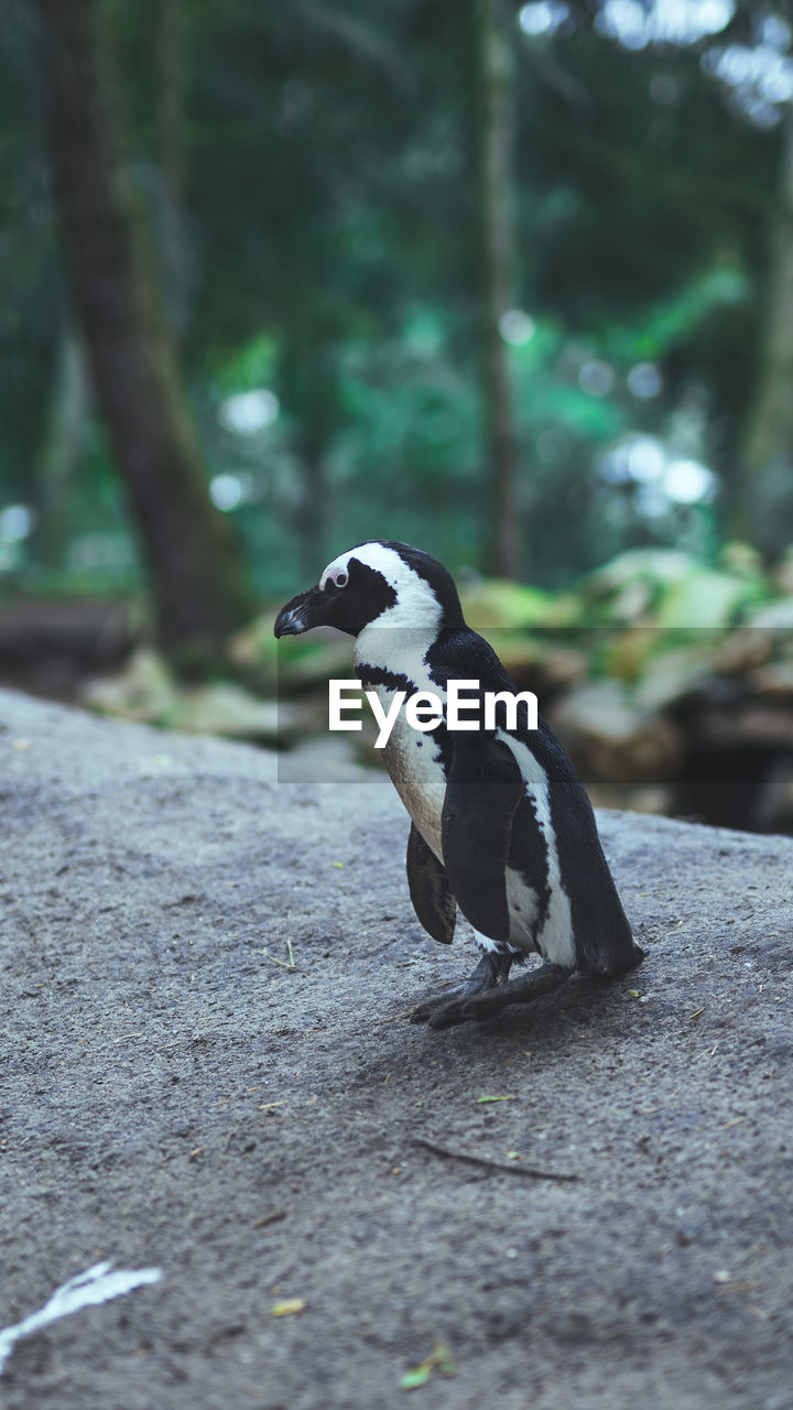 Penguin walking on the rock