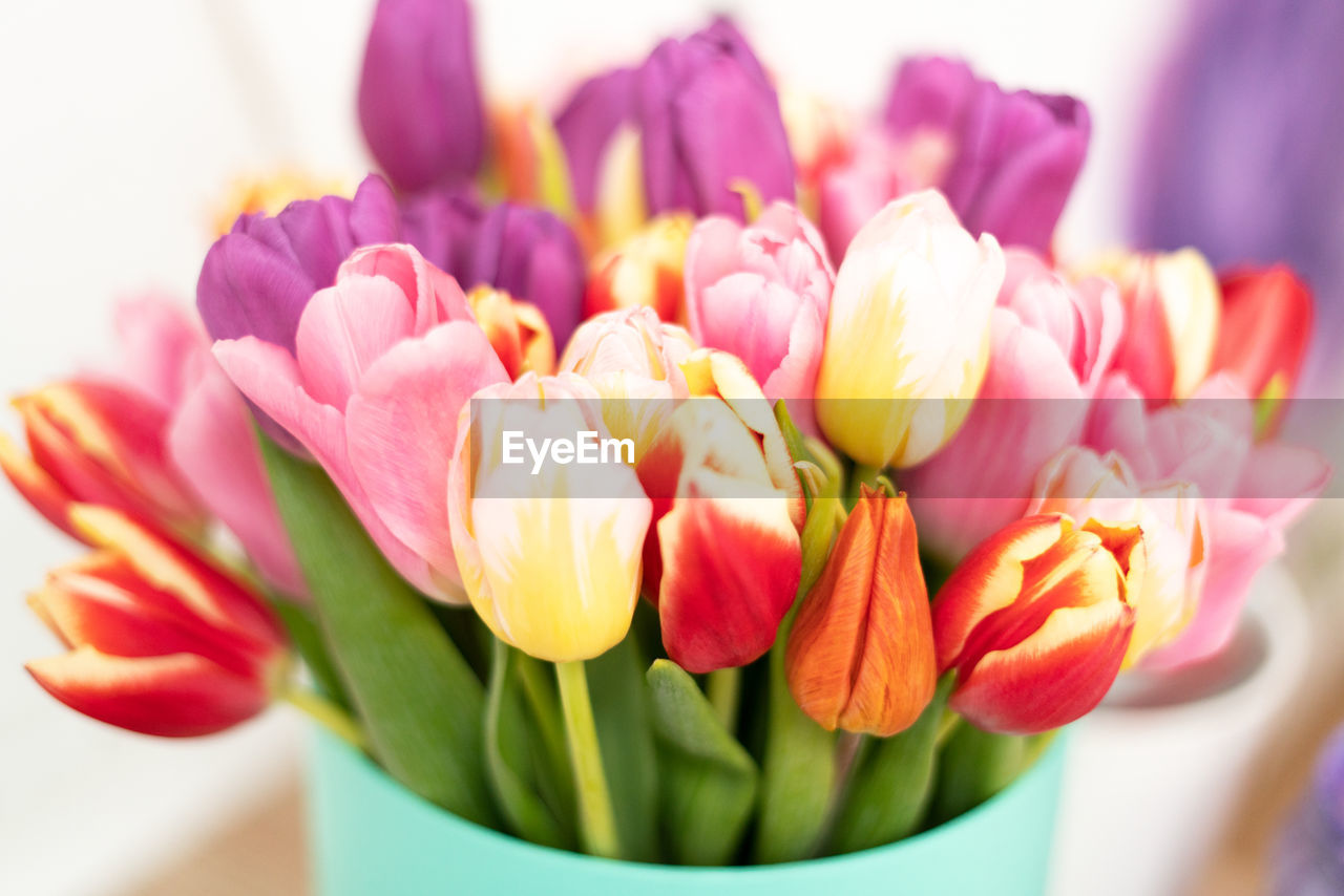 CLOSE-UP OF TULIPS