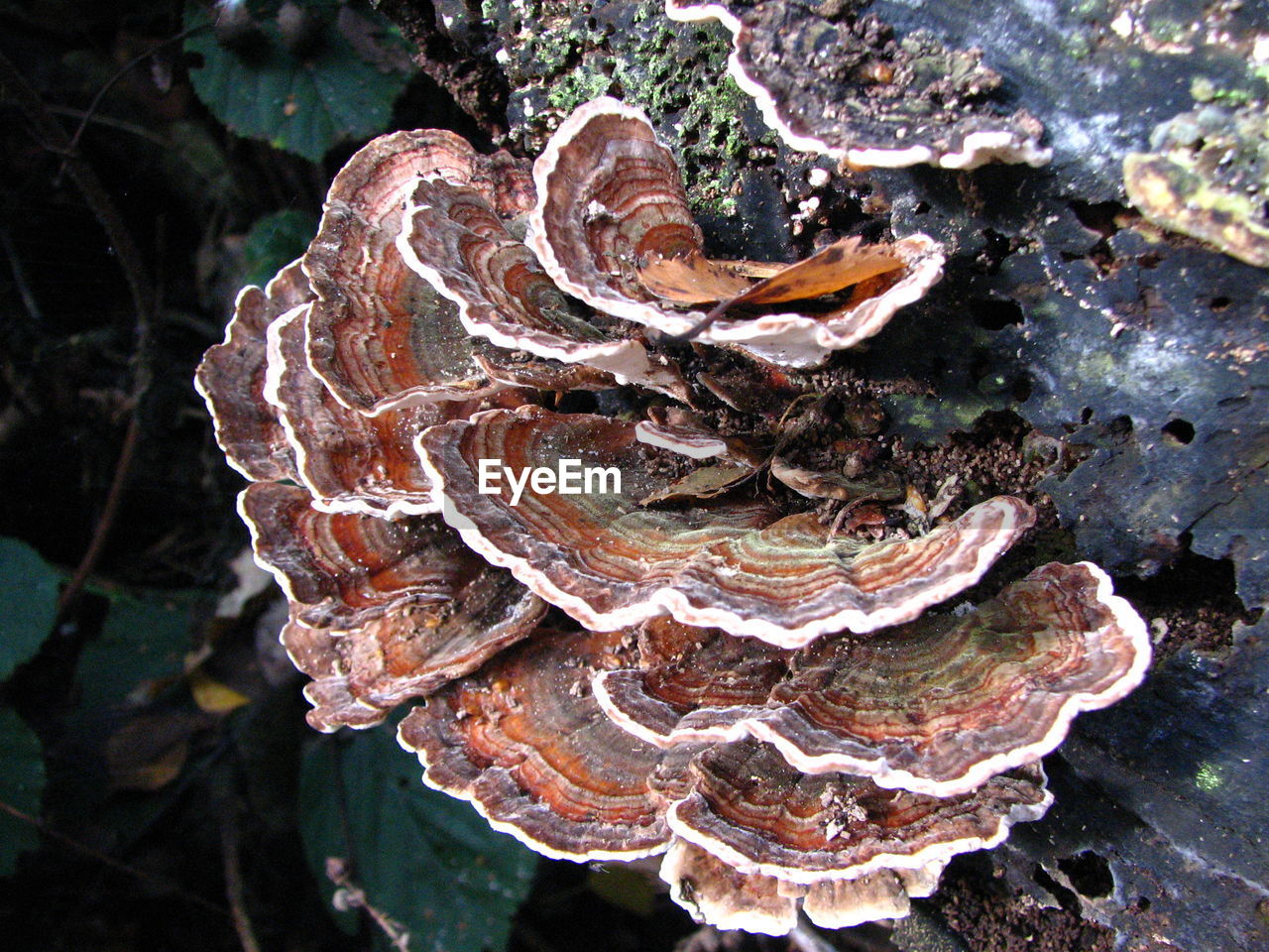 CLOSE-UP OF MUSHROOMS ON TREE TRUNK