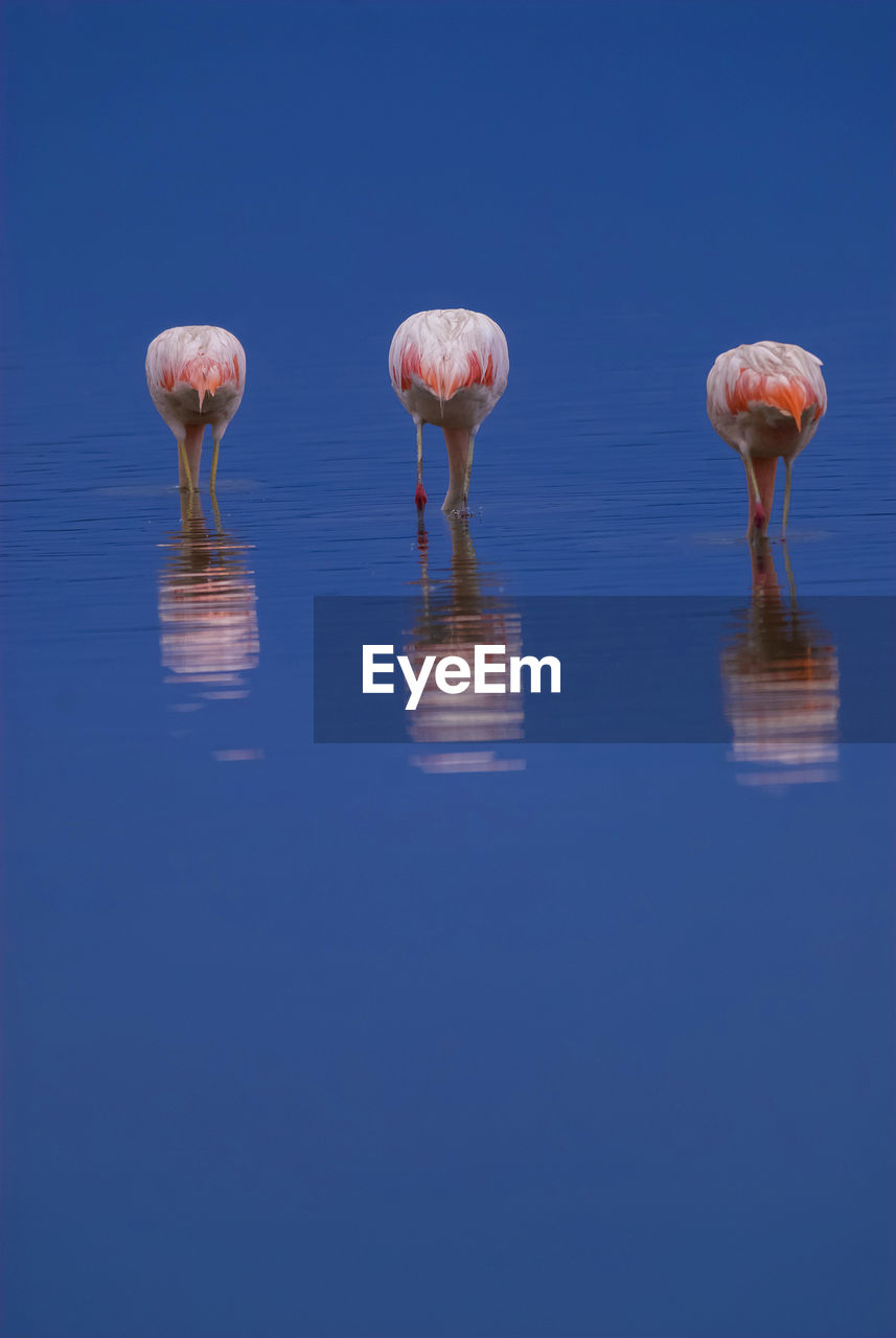 CLOSE-UP OF FLAMINGOS ON LAKE