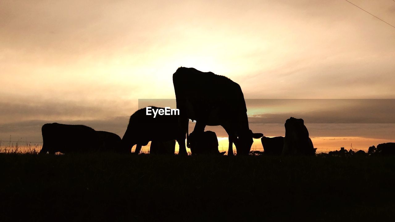 SILHOUETTE OF PEOPLE ON FIELD DURING SUNSET