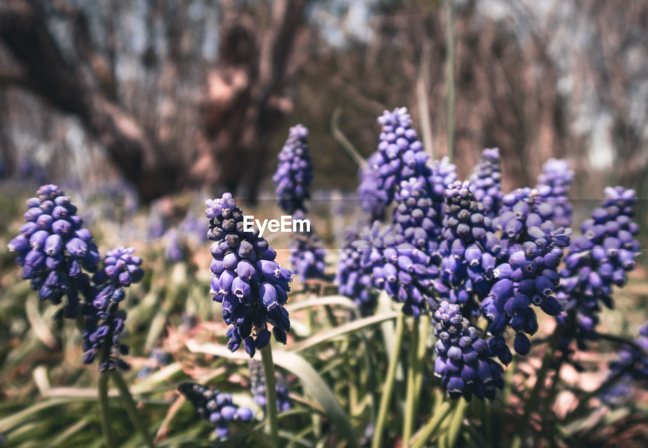 Close-up of purple flowering plants