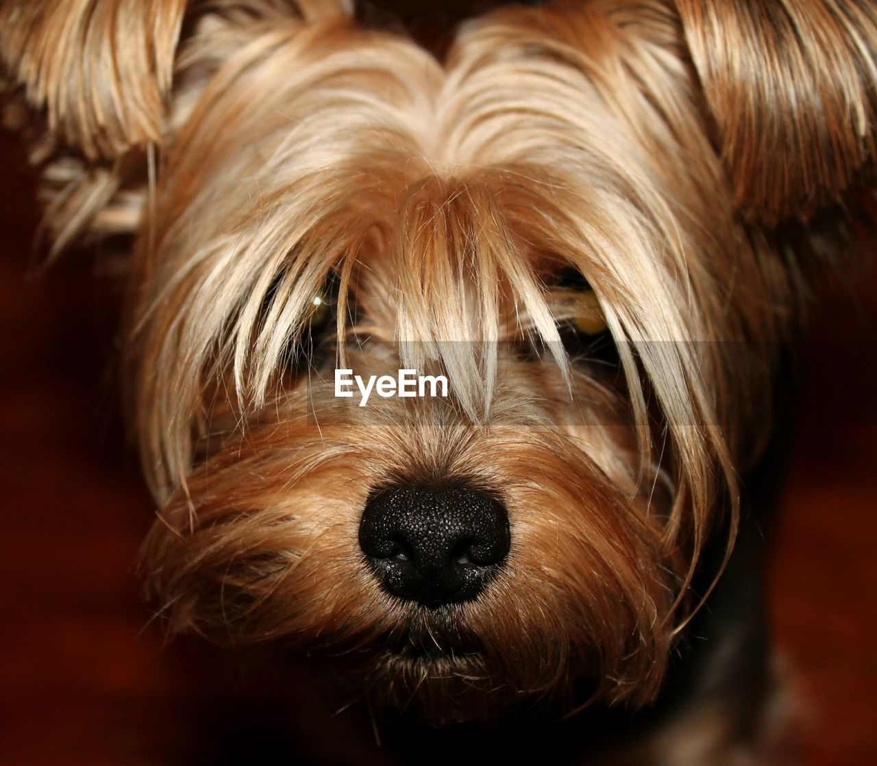 High angle view portrait of yorkshire terrier puppy