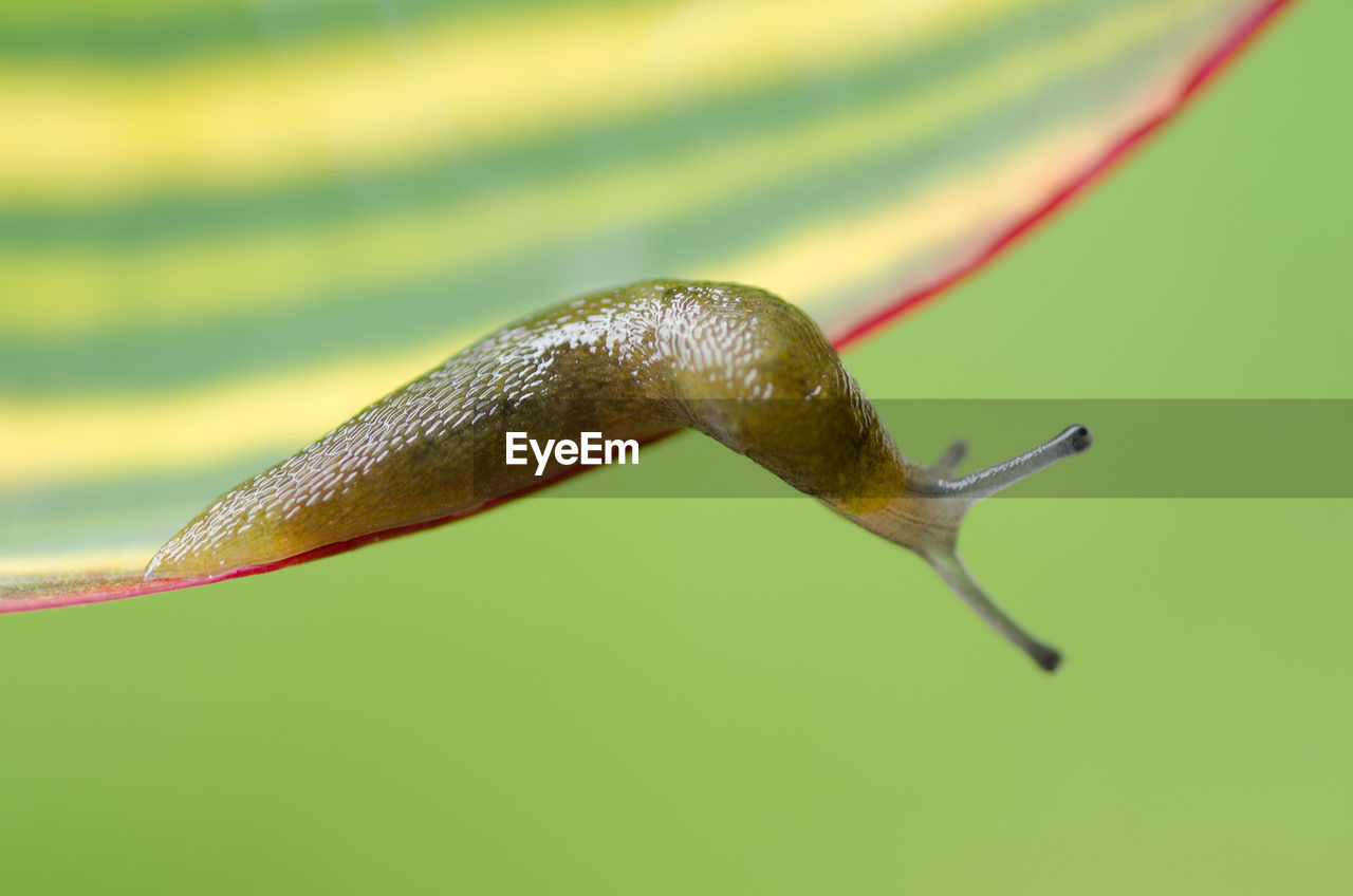 Close-up of slug