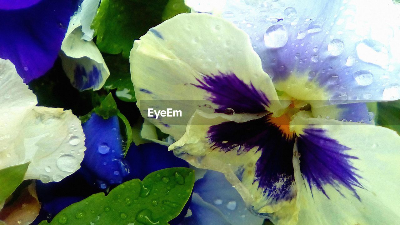 CLOSE-UP OF PURPLE FLOWERS BLOOMING IN PARK