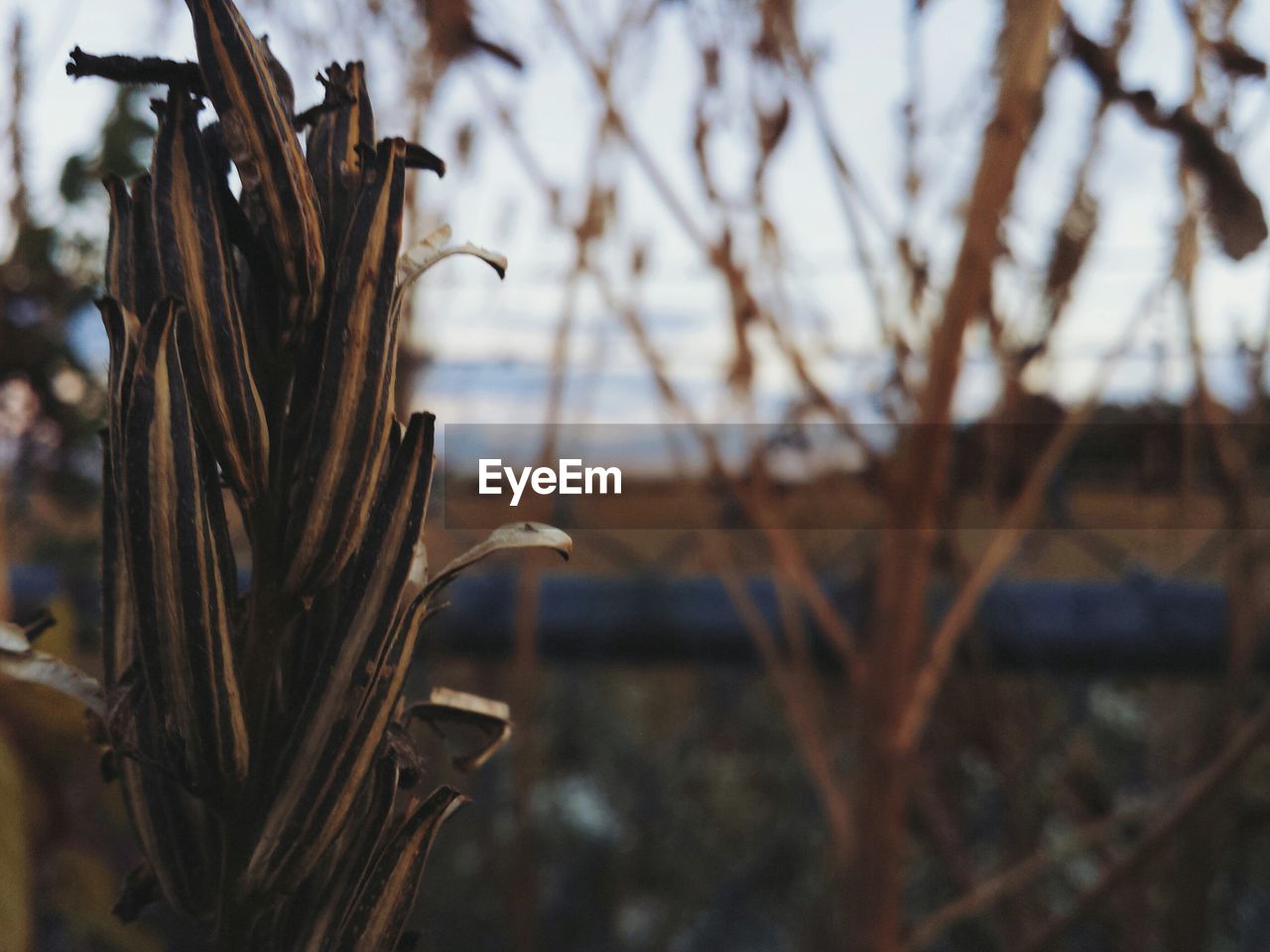 Close-up of dead plant