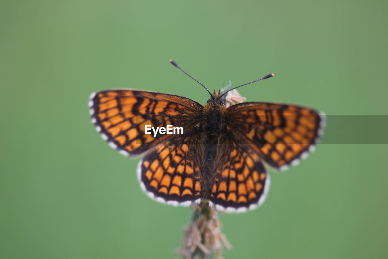 High angle view of butterfly