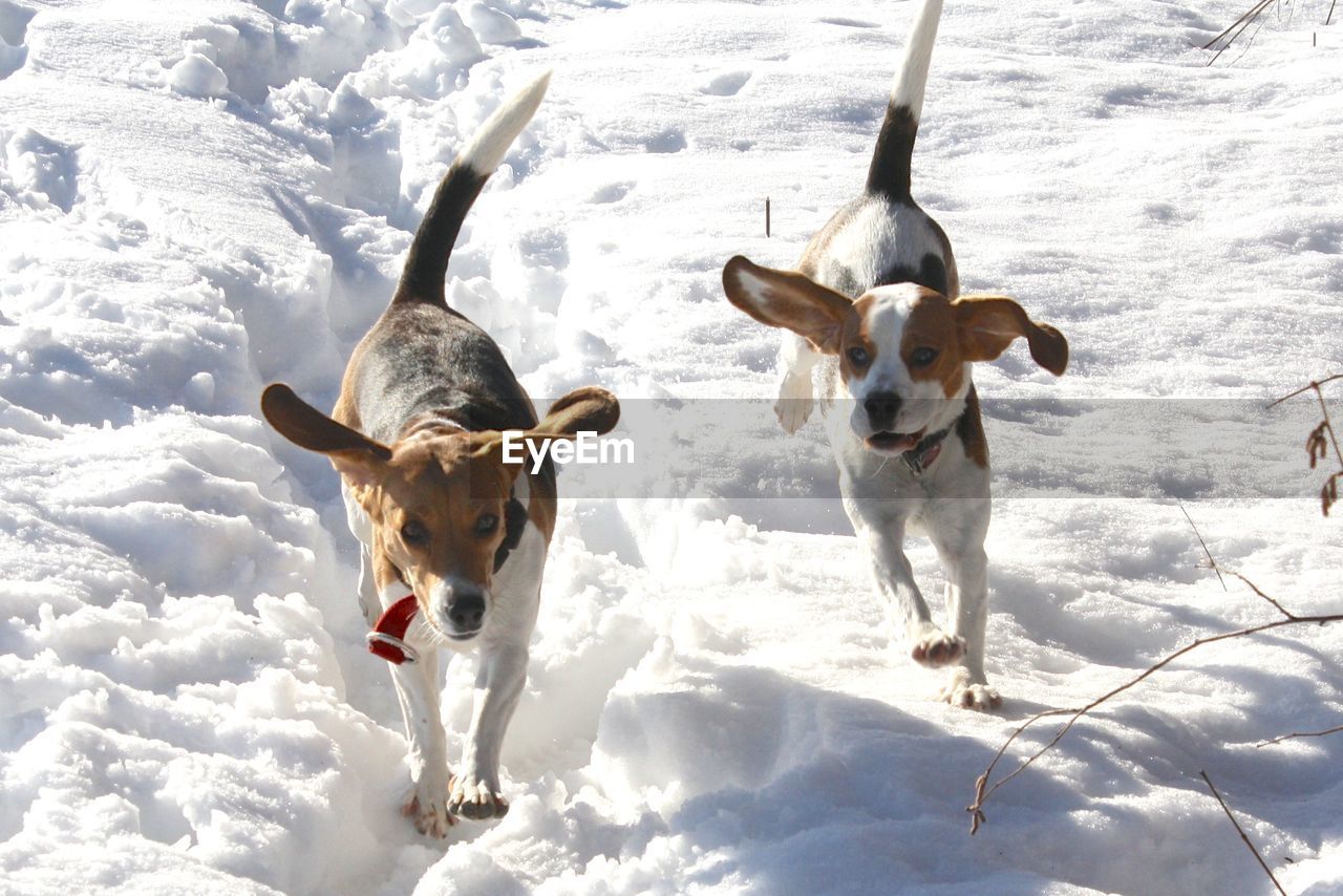 Two dogs running in the snow