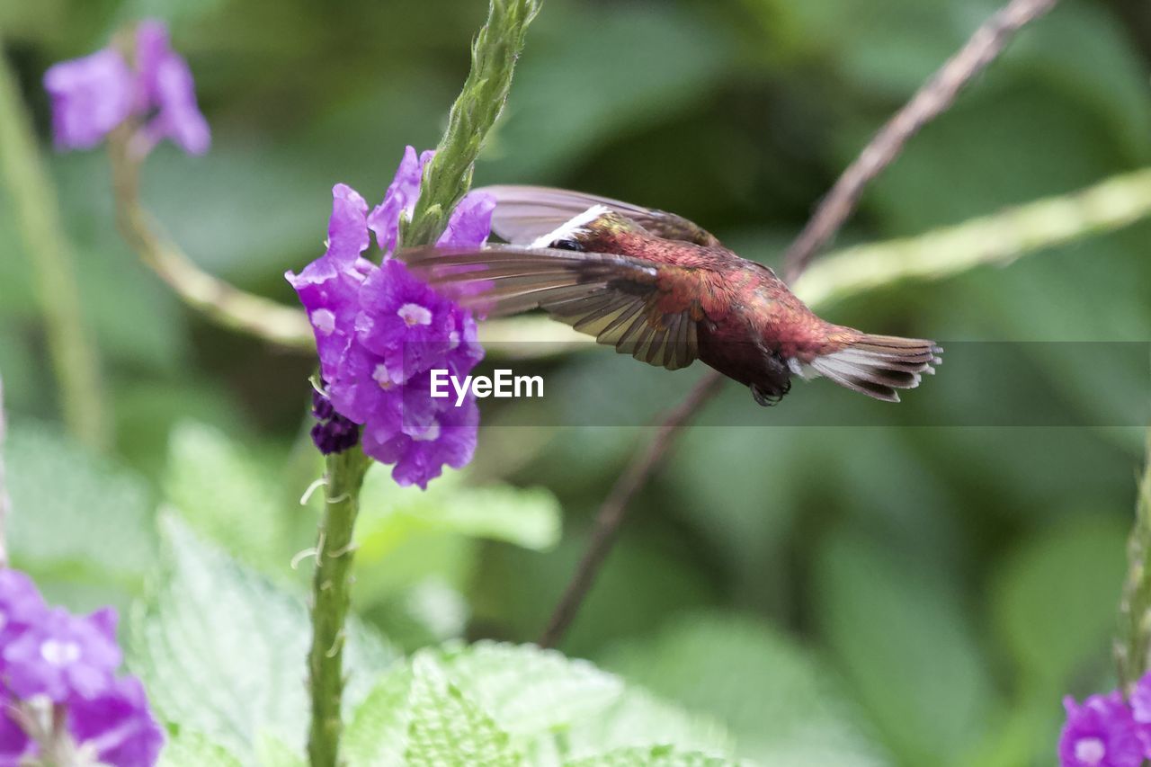 flower, flowering plant, animal themes, animal, animal wildlife, plant, purple, beauty in nature, flying, one animal, nature, wildlife, hummingbird, bird, freshness, close-up, flower head, petal, mid-air, fragility, insect, animal wing, animal body part, hovering, no people, outdoors, macro photography, pink, growth, spread wings, multi colored, pollination, environment, focus on foreground, selective focus, motion, springtime, blossom