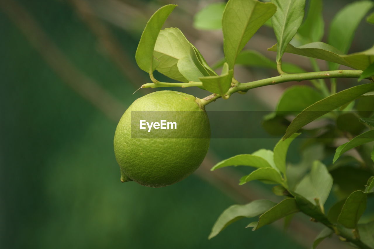 Close-up of lemon on tree