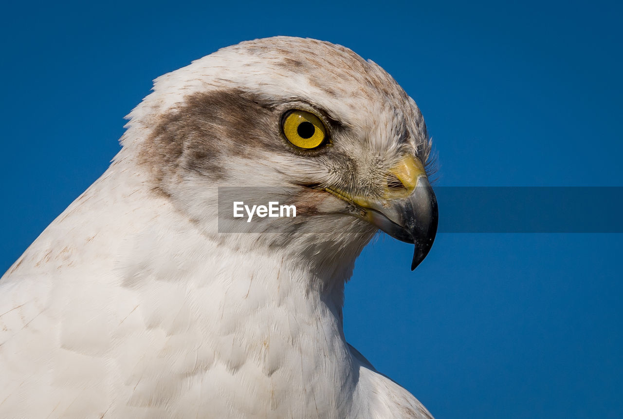 CLOSE-UP OF EAGLE