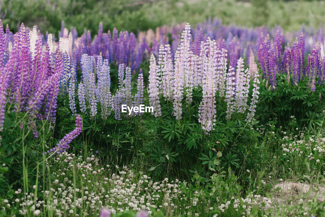 PURPLE FLOWERING PLANTS IN FIELD