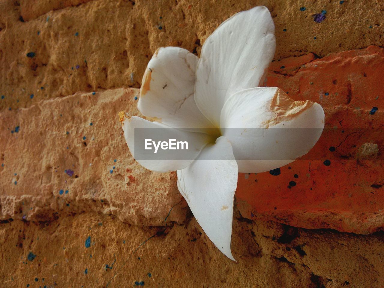 CLOSE-UP OF WHITE FLOWER AGAINST THE WALL