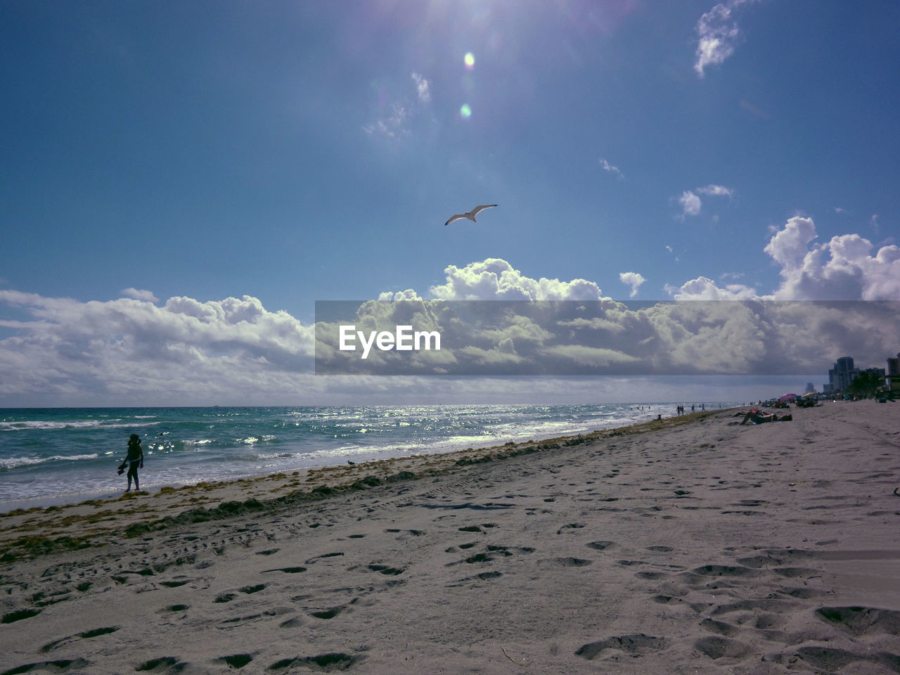 SEAGULLS FLYING OVER BEACH