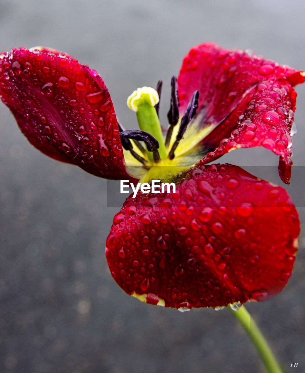 CLOSE-UP OF WET RED FLOWER WITH WATER DROPS