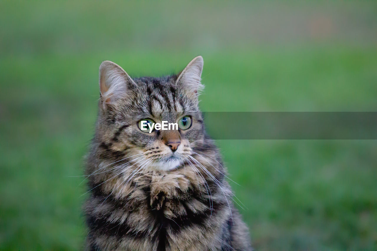 Portrait of cat on field