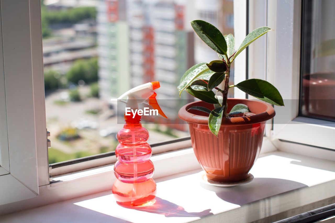 Close-up of potted plant and spray bottle by window