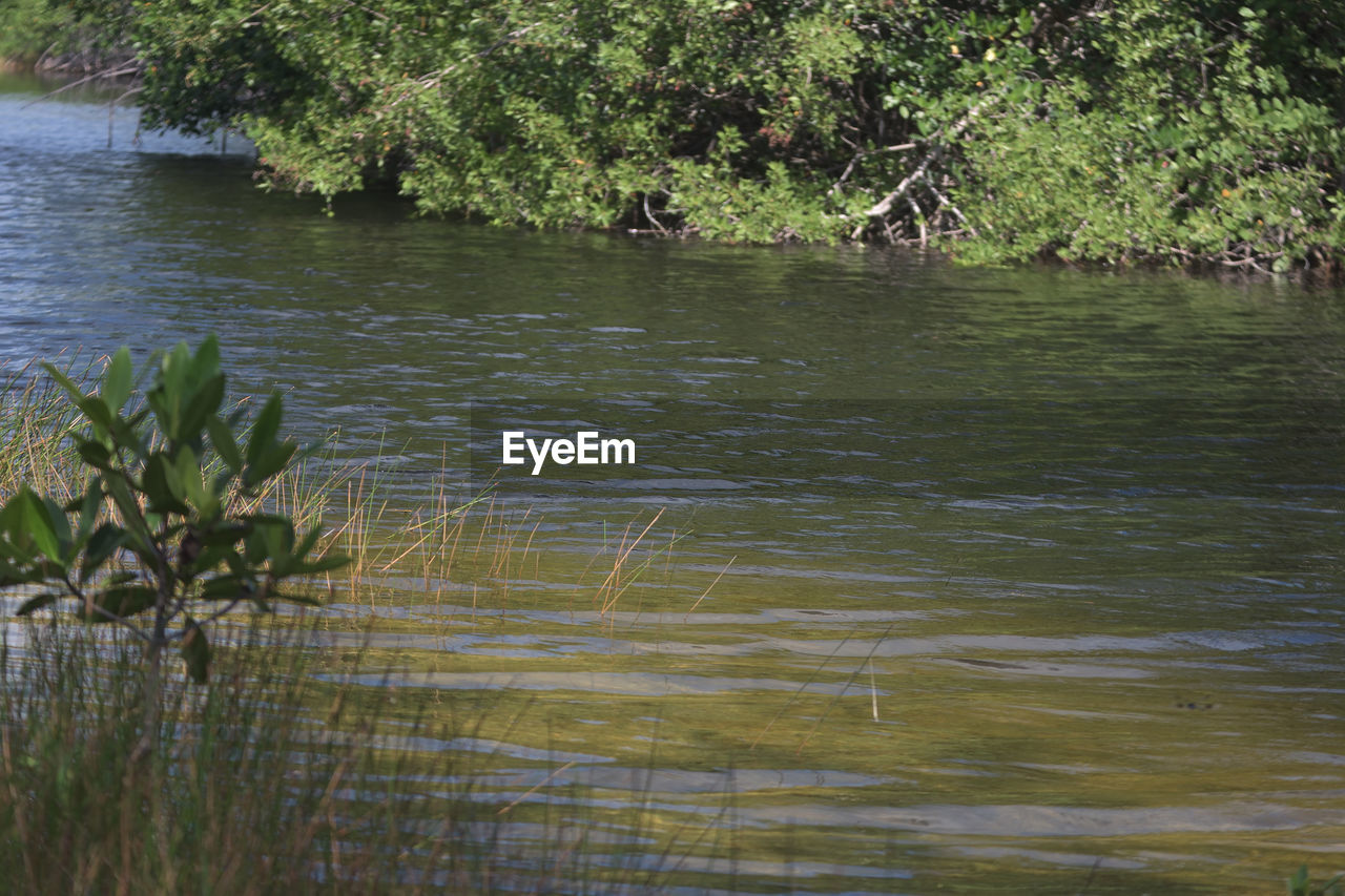 SCENIC VIEW OF LAKE WITH TREES IN BACKGROUND